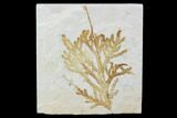Fossil Plant (Brachyphyllum) - Solnhofen Limestone, Germany #97465-1